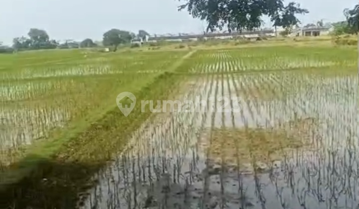 Di Jual Sawah Produktif Lokasi.strategis Dpn Jln Utama Di Jual Sawah Produktif Lokasi.strategis Dpn Jln Utama