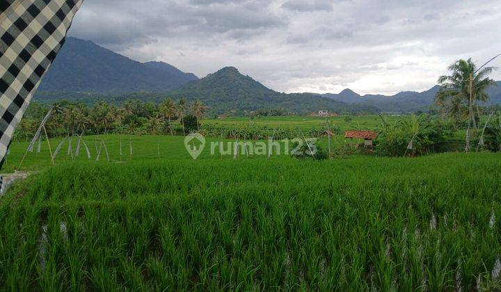 Di Jual Cepat Sawah Murah Hanya 390 Rb / Meter Dekat Bekasi 2