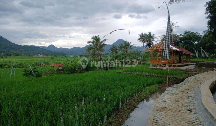 Di Jual Cepat Sawah Murah Hanya 390 Rb / Meter Dekat Bekasi 1