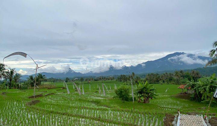 Dijual Tanah Produktif Dekat Dari Depok Jakarta. Bekasih 2