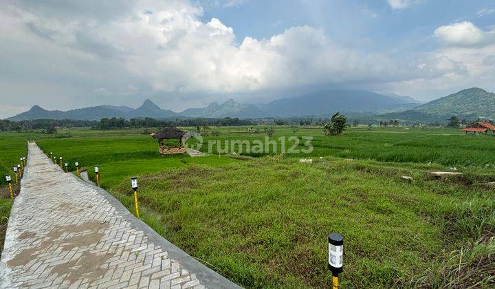 Tanah Kavling Sawah Produktif Legalitas Shm Golden View Bogor 1