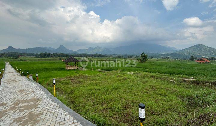 Miliki Sekarang Tanah Kavling Sawah Produktif Akses Mudah Bogor 2