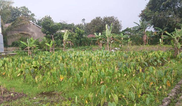 Tanah Kavling Dekat MCd Semplak Cicil 12x Tanpa Bunga