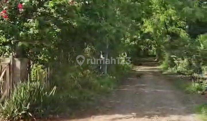Dijual Tanah Di Pemuteran Singaraja– Gunung Beratan (jalan Tembus Ke Pantai) 2