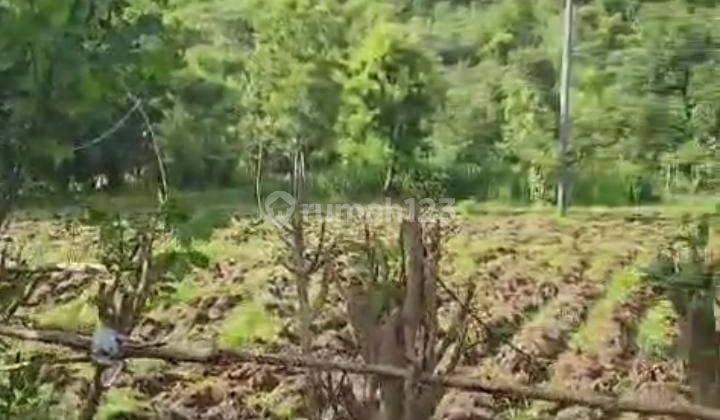 Dijual Tanah Di Pemuteran Singaraja– Gunung Beratan (jalan Tembus Ke Pantai) 1