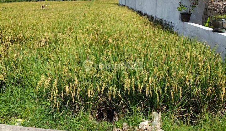 Tanah Siap Bangun 3000 Sqm Walking Distance To Klating Beach 2