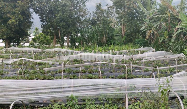 Jual Tanah Ukuran 10 Are Di Pancasari Bedugul 2