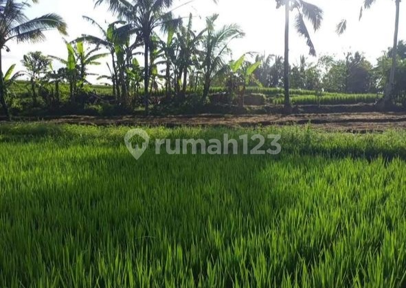 Tanah Murah 975M², SHM, Cocok untuk Investasi