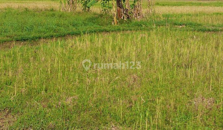 Tanah Sawah di Leuwisadeng, Bogor, Jawa Barat  1