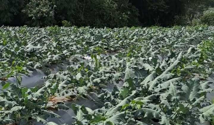 Dijual Tanah Nyaman dan Asri Siap Bangun Lokasi di Maribaya Lembang Bandung