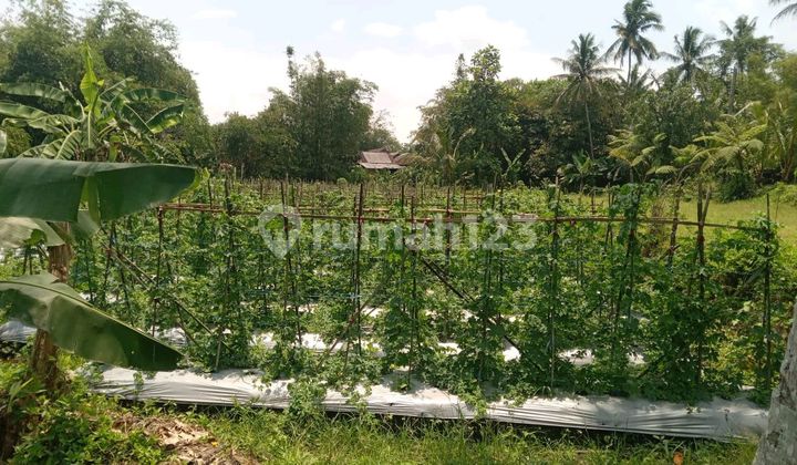 Land for Sale Below Market Price, Strategic Location in Pakem, Sleman, Yogyakarta
