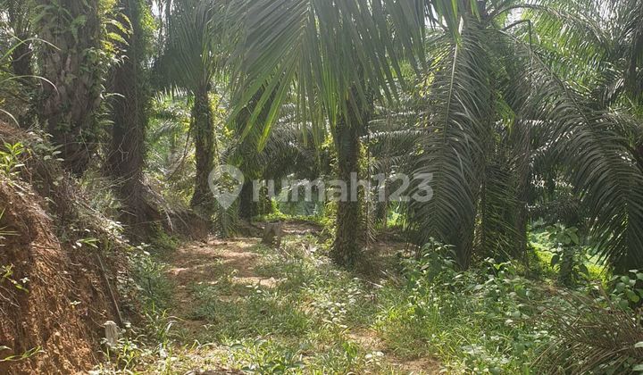 Dijual Tanah Strategisn 4.2 Ha Ikn