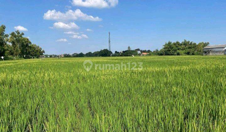 Dijual Sawah Produktif, Tanah Luas Dan Lokasi Strategis, SHM - Sertifikat Hak Milik di Bangkalan Madura , Bangkalan 8788 m² 1