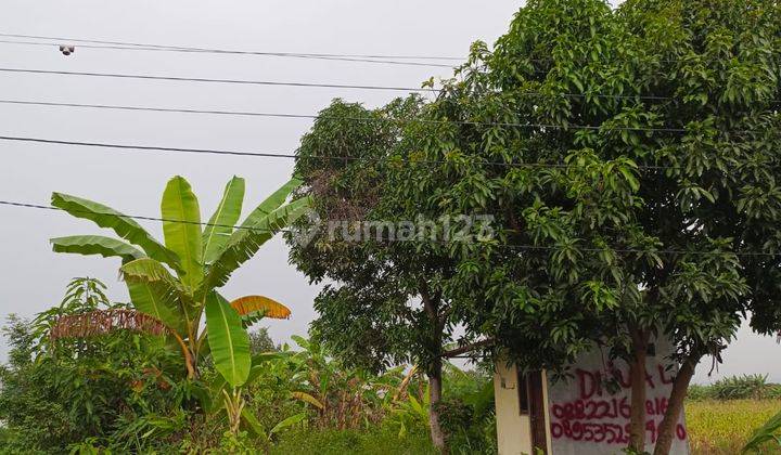 Tanah Murah Pinggir Jalan Ngaluran, Waru Mranggen 1