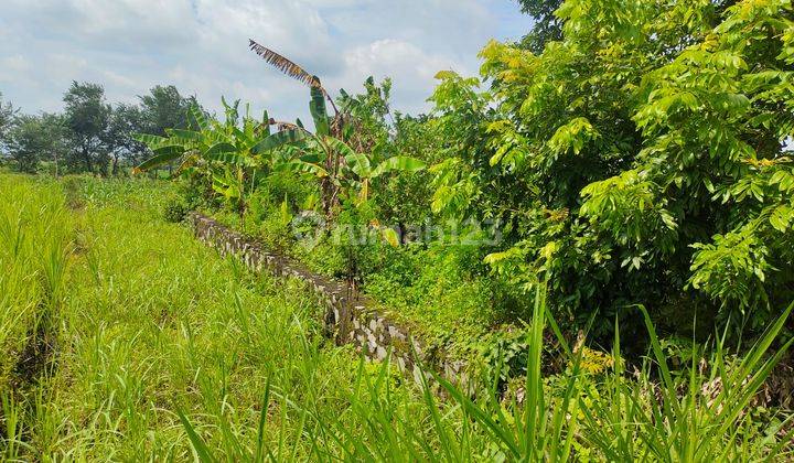 Tanah Murah Pinggir Jalan Ngaluran, Waru Mranggen 2