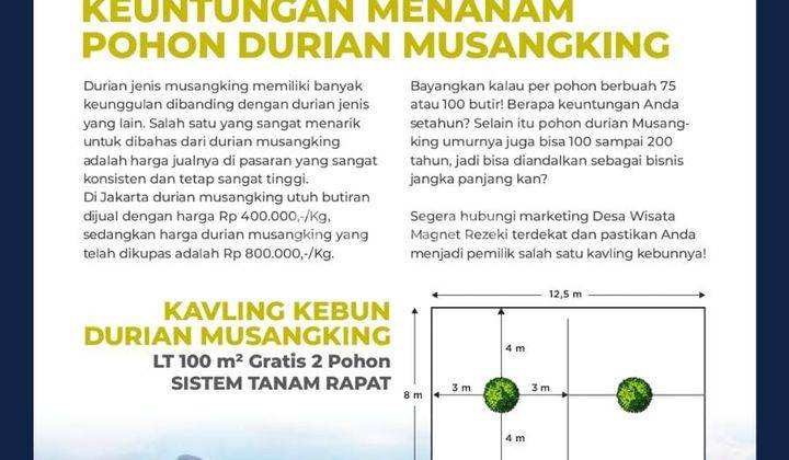 Kavling Kebun Durian Magnet Rezeki 2