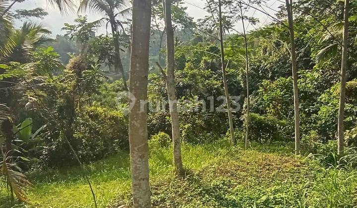 Premium Land For Sale - 23 Are In Kenderan, Tegalalang, Ubud Bali