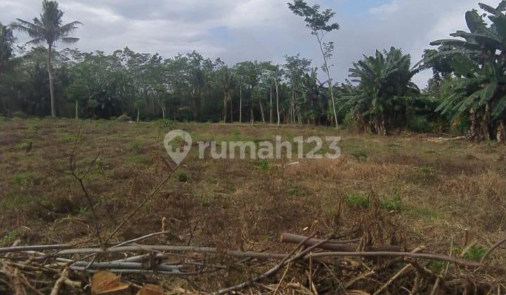 Land for Sale in Banyuwangi Behind Ek Royal Hotel Dadapan Pondok Nongko Land for Sale in Banyuwangi Behind Ek Royal Hotel Dadapan Pondok Nongko