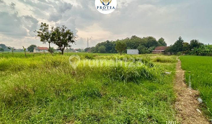 Dijual Tanah Bekas Sawah di Kedawung Cirebon Dijual Tanah Bekas Sawah di Kedawung Cirebon