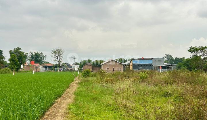 Dijual Tanah Bekas Sawah di Kedawung Cirebon Dijual Tanah Bekas Sawah di Kedawung Cirebon