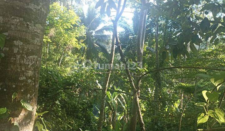 Pasti Closing Di Jual Tanah Loss Sungai Ayung View Lembah & Hutan Lokasi Carangsari Petang Badung 2