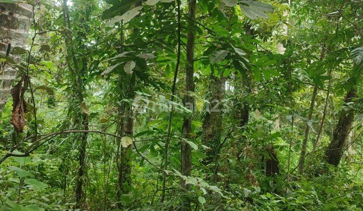 Pasti Closing Di Jual Tanah Lokasi Pejeng Ubud Gianyar  2