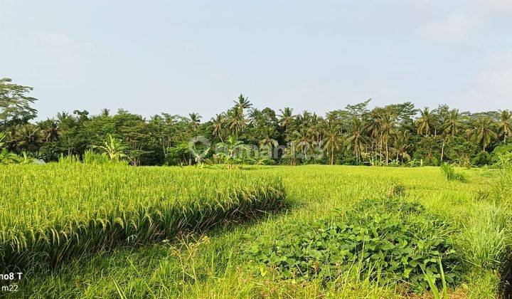 Pasti Closing Di Jual Tanah Lokasi Pejeng Kangin Ubud Gianyar 1