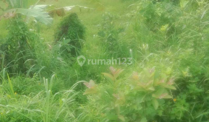 Pasti Closing Di Sewakan Tanah View Sawah Lokasi Pejeng Kangin Ubud Gianyar 1
