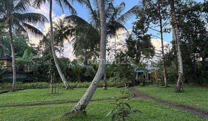 Pasti Closing Di Sewakan Tanah View Hutan Lokasi Pejeng Ubud Gianyar 1