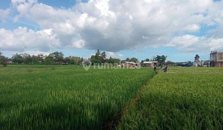Pasti Closing Di Sewakan Tanah Lokasi Kedungu Belalang Tabanan 2