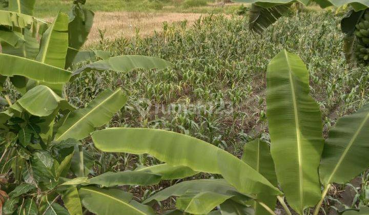 Pastu Closunh Di Sewakan Tanah View Sawah Lokasi Dalung Badung 1