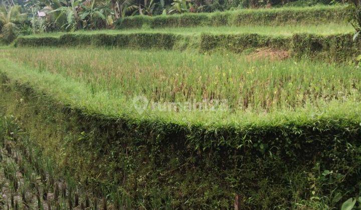 Pasti Closing Di Jual Tanah Lokasi Manuaba Kenderan Tegallalang Ubud Gianyar 2