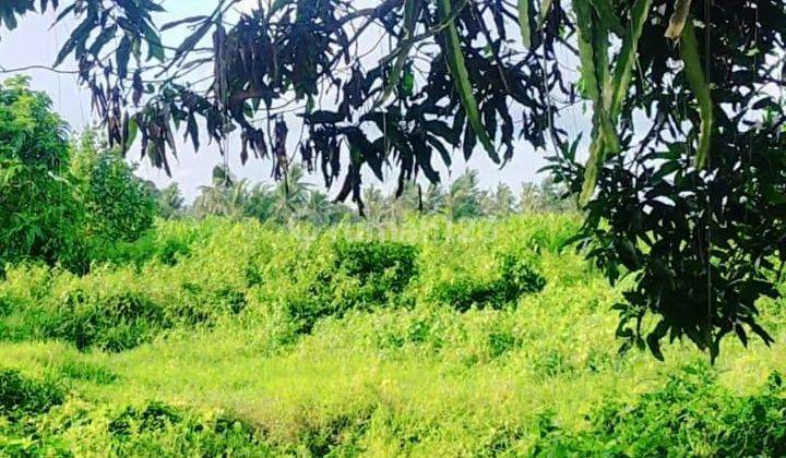 Pasti Closing Di Jual Tanah View Sawah Lokasi Kemenuh Ubud Gianyar 1