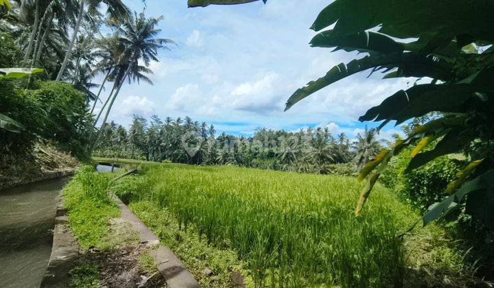 Pasti Closing Di Jual Tanah Loss Sungai View Sawah & Hutan Lokasi Bedulu Blahbatuh Gianyar 2