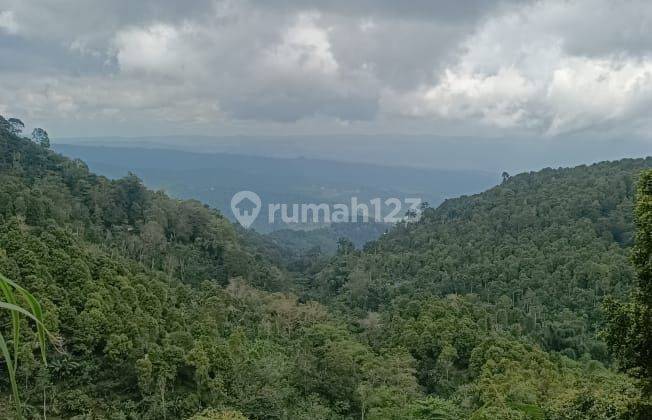 Pasti Closing Di Jual Tanah Kebun Kopi & Cengkeh Lokasi Gobleg Munduk Banjar Buleleng 2