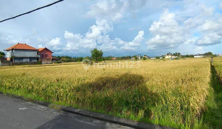 Pasti Closing Di Jual Tanah View Sawah Lokasi Singapadu Sukawati Gianyar 2