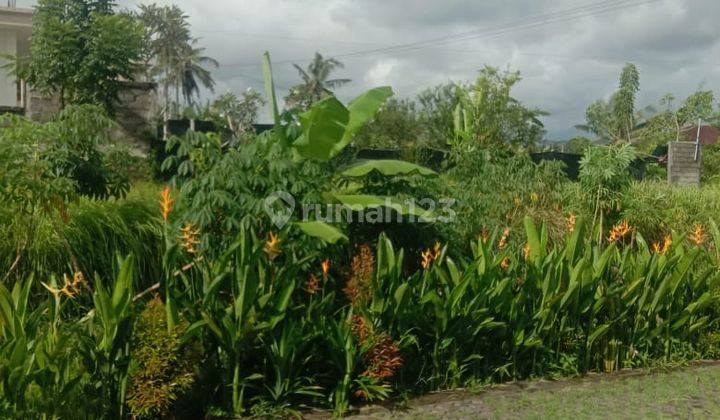 Pasti Closing Di Jual Tanah Lokasi Gn Sari Peliatan Ubud Gianyar 2