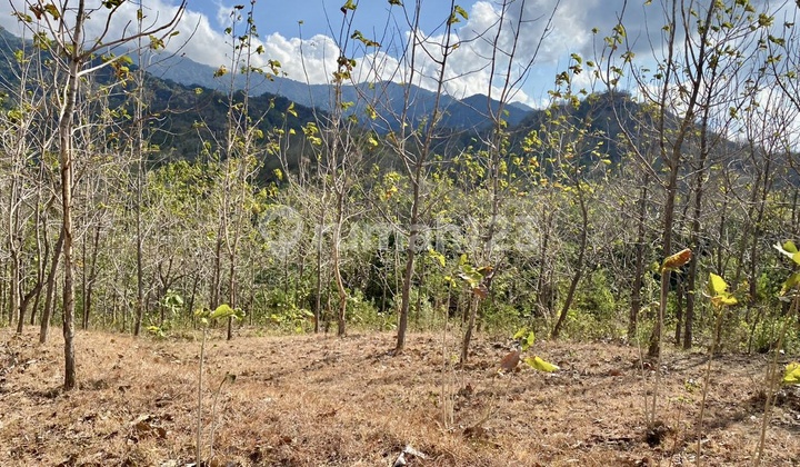 For Sale 225 Are Land Gerokgak Buleleng Singaraja Bali Near Seririt Busungbiu Pupuan For Sale 225 Are Land Gerokgak Buleleng Singaraja Bali Near Seririt Busungbiu Pupuan