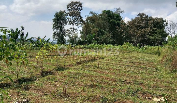 Land For Sale In Petungsewu Area Wagir Malang Land For Sale In Petungsewu Area Wagir Malang