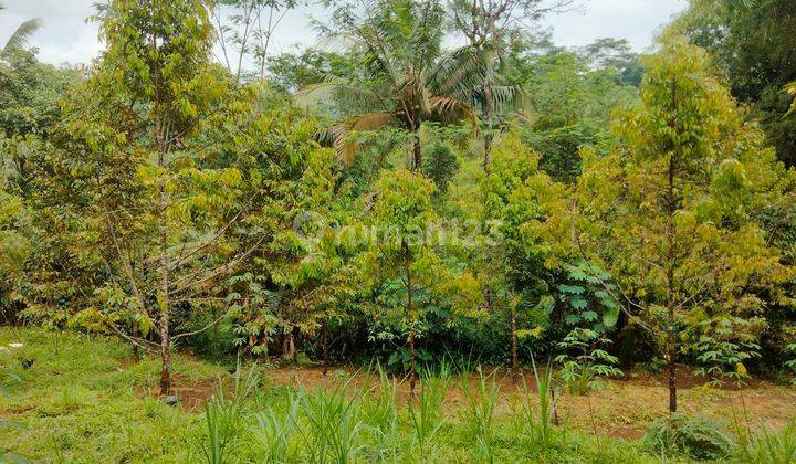 Jual Tanah Kebun Durian SHM dekat Wisata Baturaden Purwokerto 1