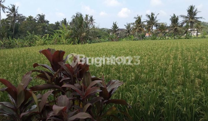 Large Land for Rent in Ubud with River View Large Land for Rent in Ubud with River View