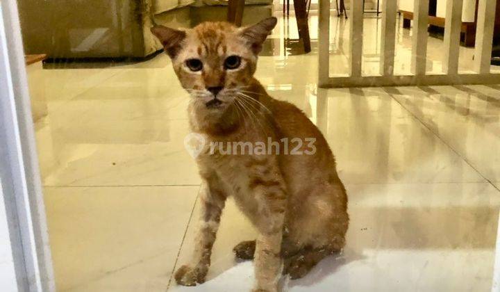 Rumah Bagus 3 Lantai Nego Sampai Deal Regency Melati Mas 2