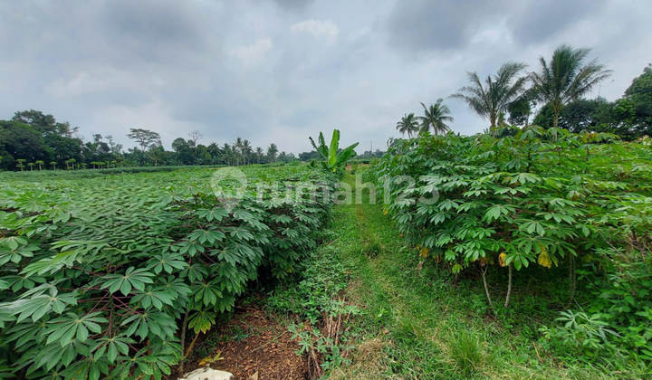 Sold Cheap Via Auction Land Ciseeng Bogor CS2229 Sold Cheap Via Auction Land Ciseeng Bogor CS2229