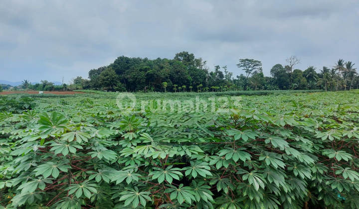 Sold Cheap Via Auction Land Ciseeng Bogor CS2229 Sold Cheap Via Auction Land Ciseeng Bogor CS2229