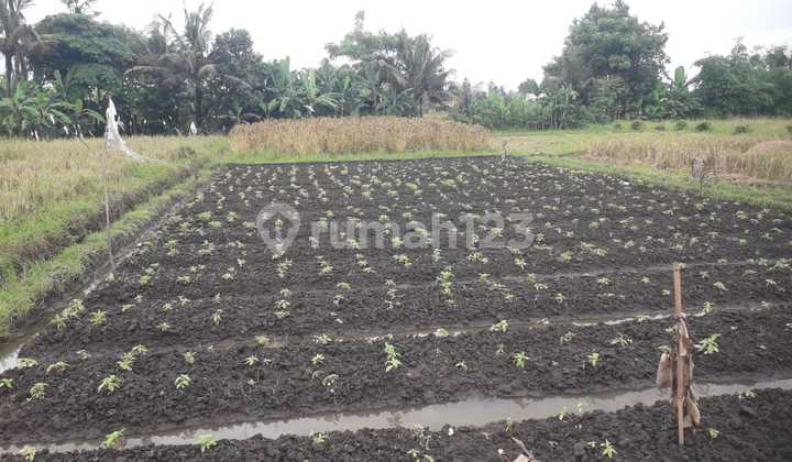 Dijual Murah Via Lelang Tanah Badung Bali AS999