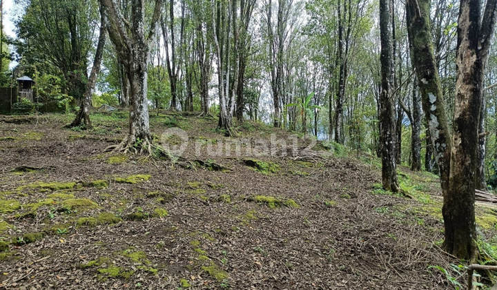 Dijual Murah Via Lelang Tanah Buleleng Bali B744 Dijual Murah Via Lelang Tanah Buleleng Bali B744