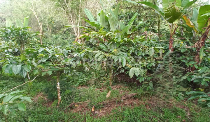 Dijual Murah Via Lelang Tanah Buleleng Bali BB244