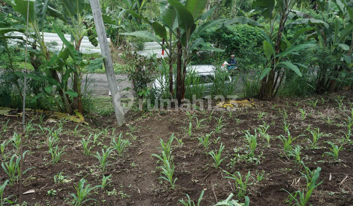 Dijual Murah Via Lelang Tanah Badung Bali P557 Dijual Murah Via Lelang Tanah Badung Bali P557