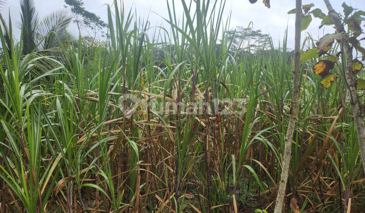 Dijual Murah Via Lelang Tanah Sumbermanjing Malang SW574 Dijual Murah Via Lelang Tanah Sumbermanjing Malang SW574