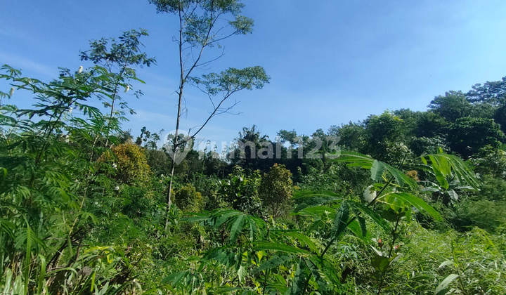 Sold Cheap Via Auction Ampelgading Malang Land AG705